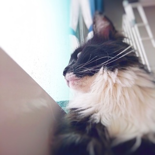 メインクーンのイチ