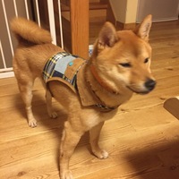 権次郎