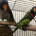 ゴシキセイガイインコのペアです。