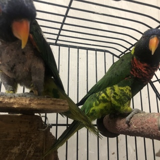 ゴシキセイガイインコのペアです。