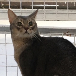 アビシニアン オス