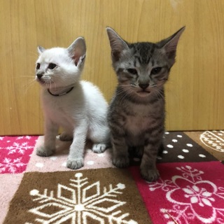 子猫 里親募集