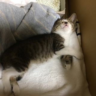 拾ったばかりの小さな子猫です