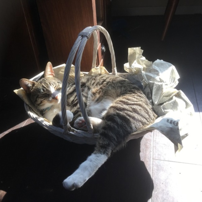 petiteroseのカバー写真
