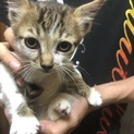 可愛い白キジ