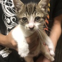 可愛い白キジ