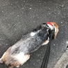 背中