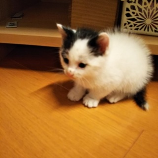 急募、カラスに虐待されていた子猫