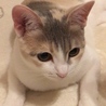 岡山 倉敷 ねこさんRoom