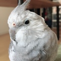 生後半年のオカメインコの男の子手乗りです