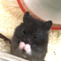 オハギ