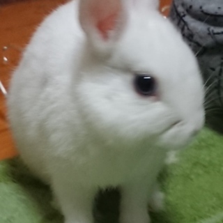 里親さんを募集です(^^)!。