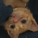 茶トラの子猫の里親募集