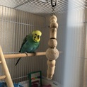 セキセイインコ♂とオカメインコ♀里親募集します！