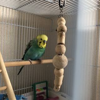 セキセイインコ♂とオカメインコ♀里親募集します！