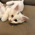 生後３〜４ヶ月 子猫ちゃん