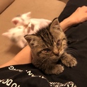 ３〜４ヶ月 小柄な子猫ちゃん
