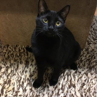 ビビリくんですが美猫の黒猫♂一歳