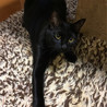 ビビリくんですが美猫の黒猫♂一歳 サムネイル2