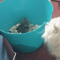 元気な子猫です。