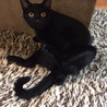 ビビリくんですが美猫の黒猫♂一歳 サムネイル3