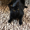 ビビリくんですが美猫の黒猫♂一歳 サムネイル5