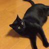 ビビリくんですが美猫の黒猫♂一歳 サムネイル6