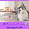 ビビリくんですが美猫の黒猫♂一歳 サムネイル7