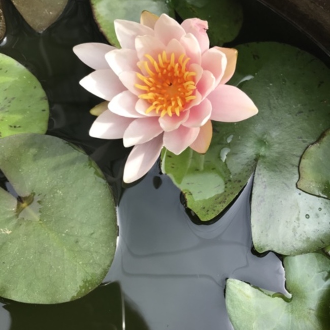 花梨1017のカバー写真