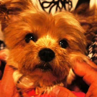 人が大好きで繊細な一面もある可愛いマリーちゃん