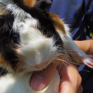 モルモット、可愛がっていただける方に
