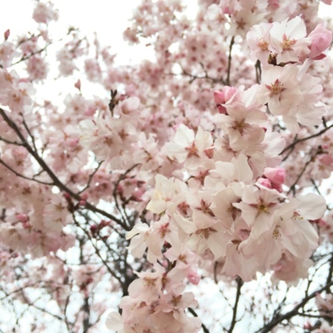 らいおん123のカバー写真