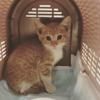 お庭の中に捨てられた子猫です。
