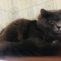 バロン