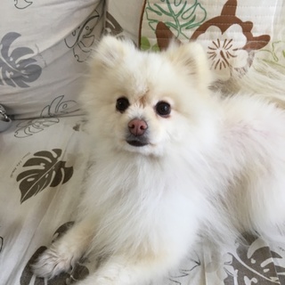 ポメラニアン 大人しい女の子