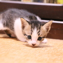 美猫サバトラ子猫１ヶ月♀