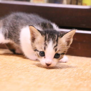 美猫サバトラ子猫１ヶ月♀