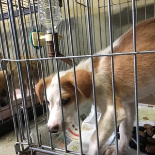2カ月半位の子犬たち・家族募集中！！