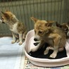 2カ月半位の子犬たち・家族募集中！！ サムネイル3