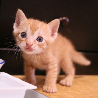 かわいい茶トラ１ヶ月♂