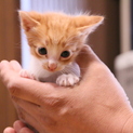 かわいい茶トラ白１ヶ月♂