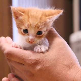 かわいい茶トラ白１ヶ月♂