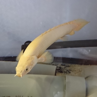 セネガルス3匹 + 水槽一式×2セット