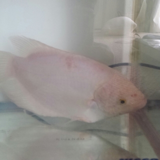 オフスロネーミスグラミィ　25cm 大型