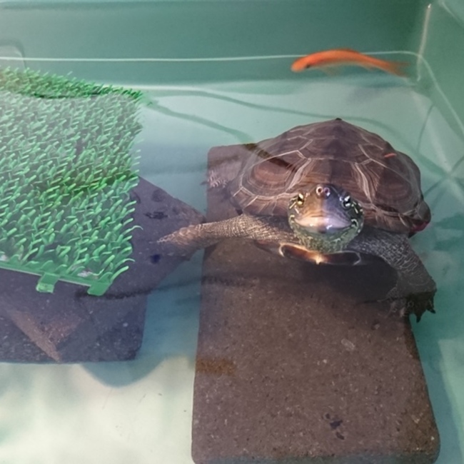 てくてふのカバー写真