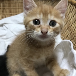 おじいちゃんがアメショーのメスの茶トラの猫