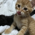 おじいちゃんがアメショーの茶トラの子猫