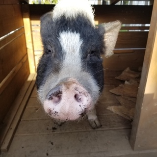 ミニブタを可愛がってくださる方。