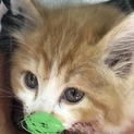怪我をしている猫です