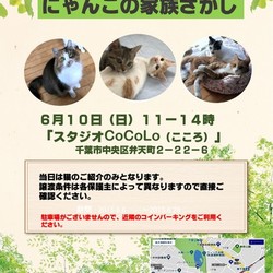 にゃんこの家族さがし